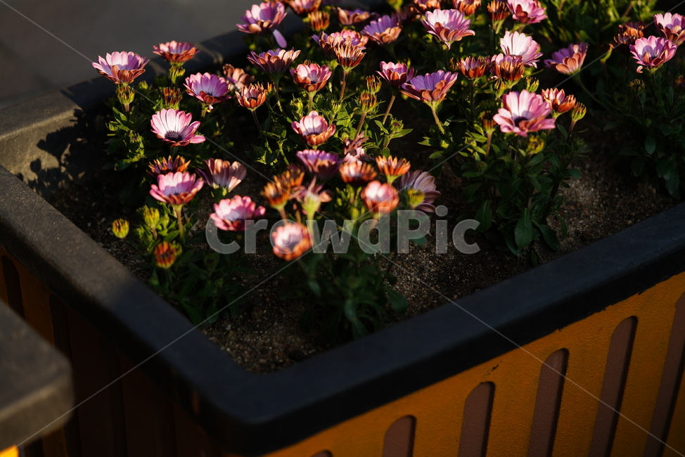 봄,계절,느낌,감성,식물,생명,생물,자연,잎,화사,식물,자연,plants,nature,꽃,flower