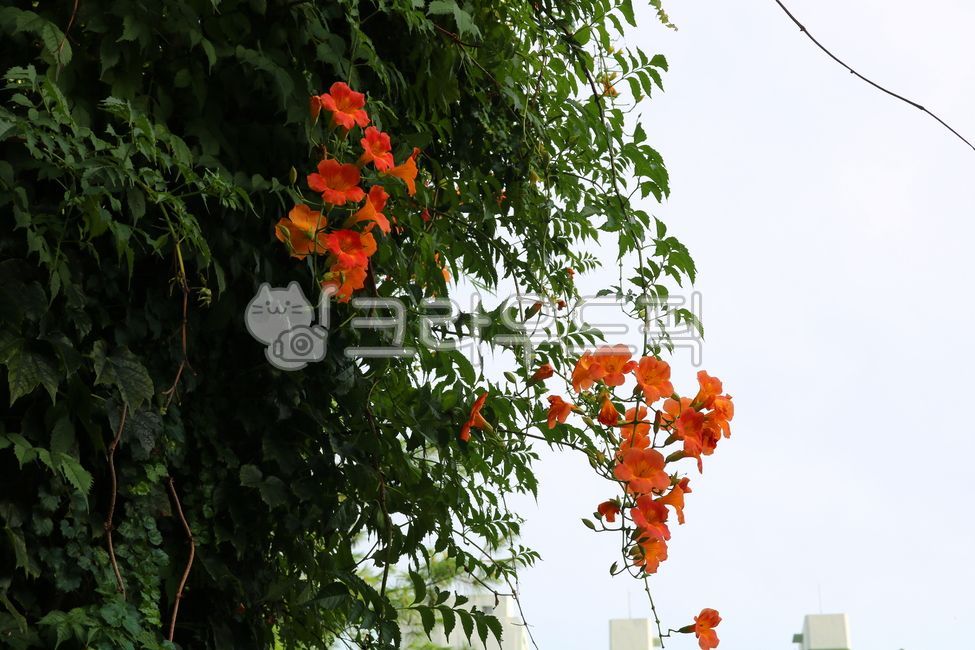 garden tree,nature,Number of parks,tree,jacaranda,leaf,noble flower,gold lantern,ornamental,flower,vine plant,red flower,vine tree,petal,plant,jacaranda flower