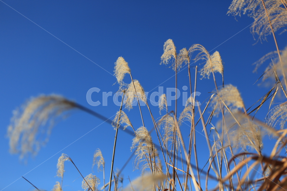 갈대,억새,신성리갈대밭,자연,풍경,가을,갈대밭,grass,잔디,plant,식물,lawn