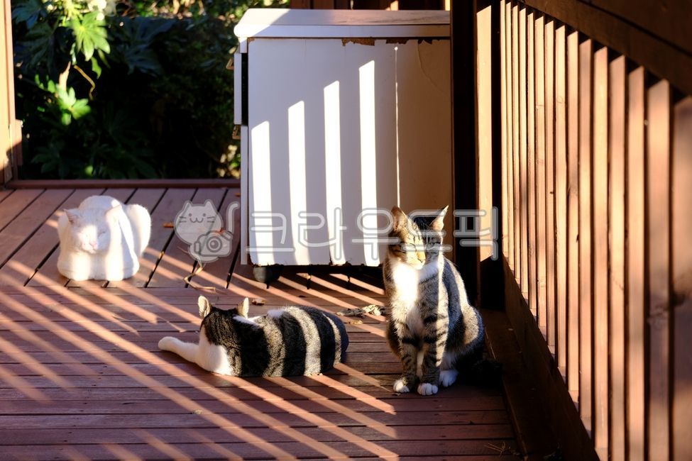 tabby cat,catfamily,beautiful,kitten,Asshole,white cat,Agaengi,streetcat,wood,straycat,pet,family cat,streetcatfamily,attractive,alleycat,cute animals,morning,animal,sleeping cat,cute,kitty,pet cat,stray cat,mammal,cat,outdoorstraycat,Kitten,rest,nature,b