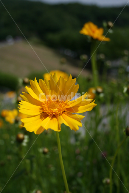 금계국,식물,flower,꽃,노란꽃,plants,nature,식물,자연,plants,nature,꽃,flower