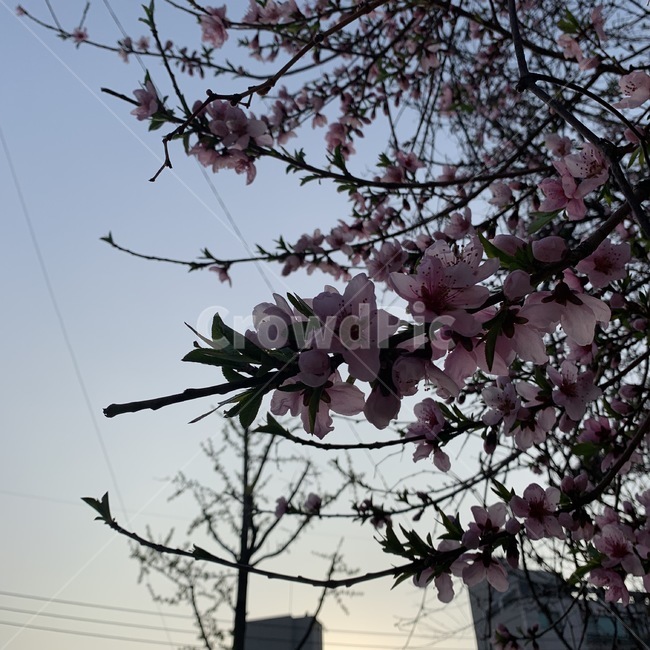 벛꽃,봄,꽃,야생,벛꽃나무