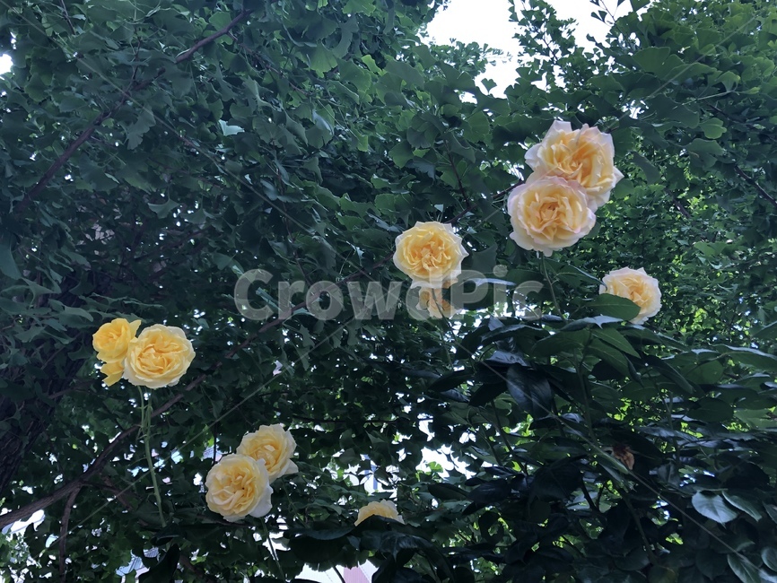 장미,노란장미,초록잎,여름,꽃