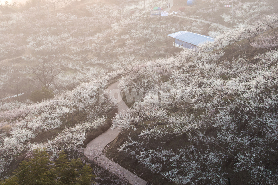 매화,일출,광양,봄,꽃,자연,풍경,nature,scenery,flower,길,road,전라도,햇살,빛,관광지,봄꽃,풍경배경,배경,꽃배경,자연,풍경,nature,landscape