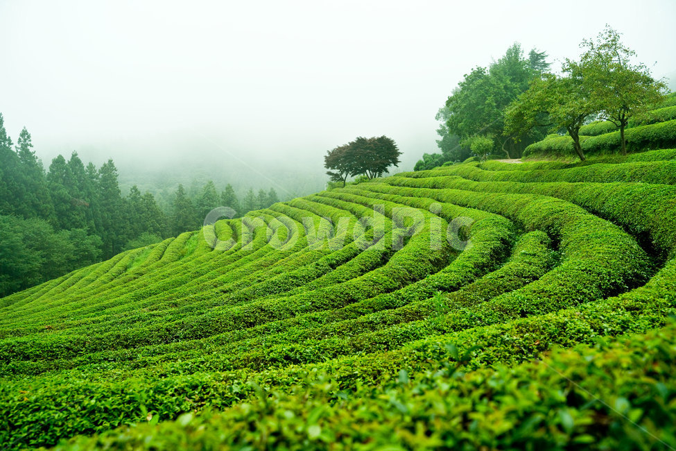 녹차밭,녹차,보성,보성녹차밭,안개,초록,자연,nature,풍경,한국풍경,자연,풍경,nature,landscape,한국자연풍경,한국자연경관,korea nature landscape,field,들