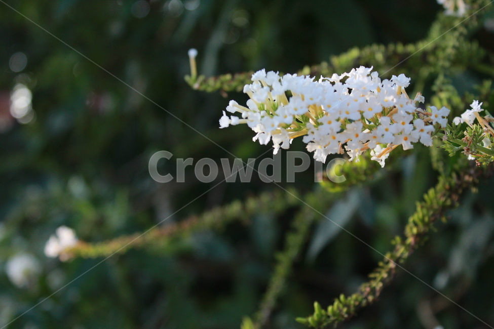 흰색,꽃,flower,감성,배경,식물,자연,plants,nature,꽃,flower