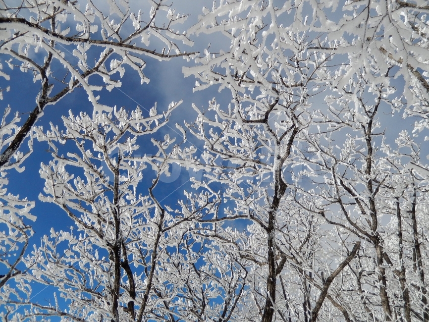 소백산,눈꽃풍경,상고대,겨울풍경,국립공원,겨울동화,힐링,감성,아름다움,뷰티풀,설국,눈풍경,파란하늘,100대명산,겨울명산,설경,서리꽃,영동,snow,landscape,눈,화이트,자연,신비로운,경이로운,천상,비경,치유,산,명산,겨울,계절,winter,season,식물,자연,plants,nature,나무,trees,wood