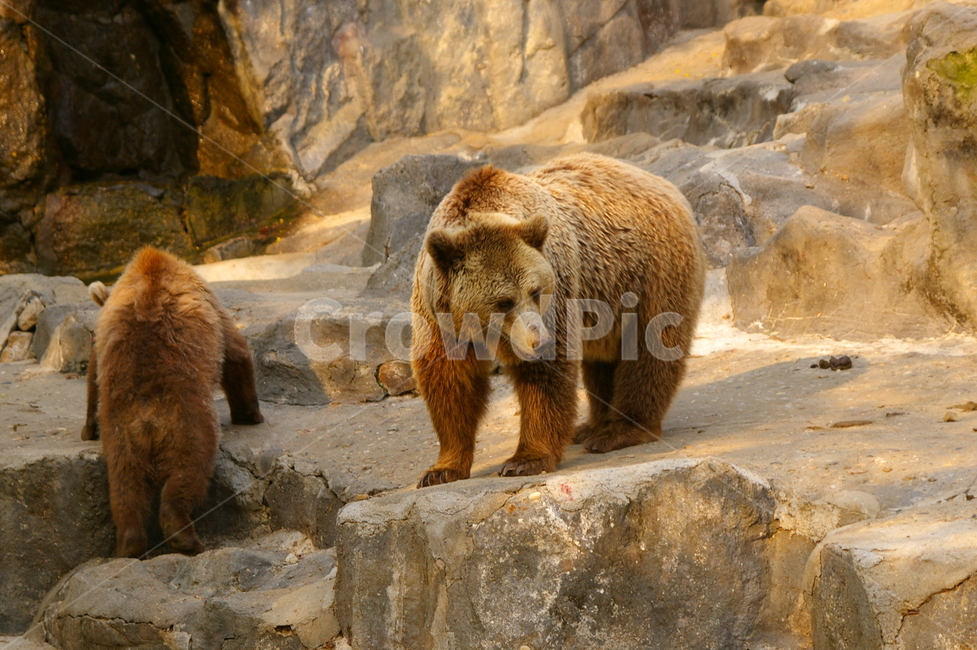 곰,동물,bear,animal,포유류,야생동물,동물,animal,포유류,mammal