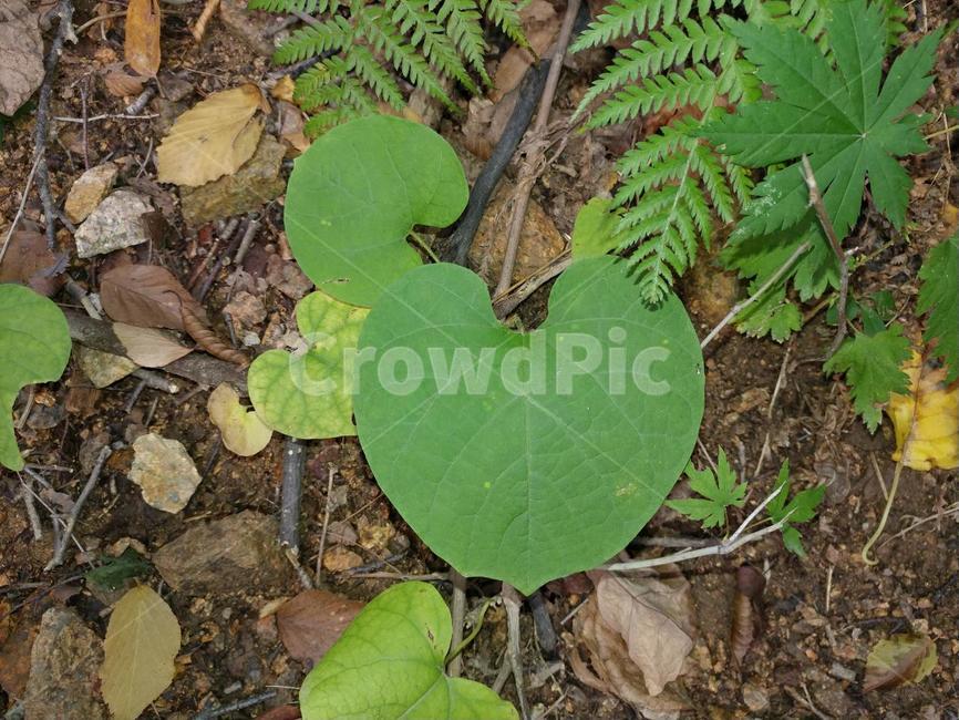 잎,녹색,하트,식물,leaf