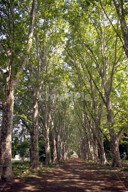 플라타너스,길,나무,숲,수,자연,풍경,nature,landscape,식물,plants,나무,trees,wood,tree trunk,나무 줄기,tree,plant