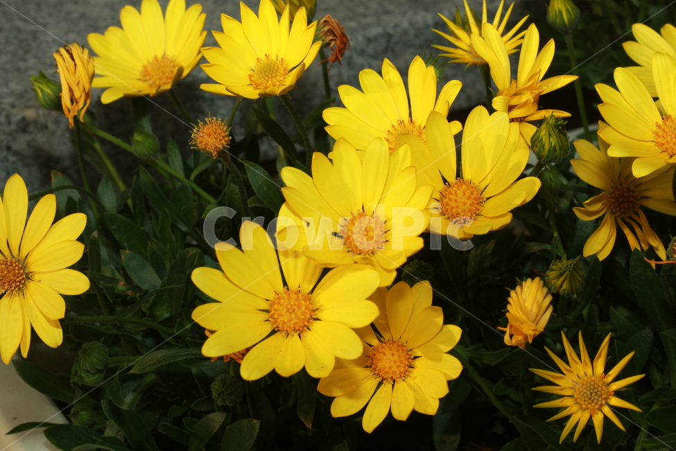 꽃,봄꽃,식물,flower,spring,봄,계절,spring,season,식물,자연,plants,nature,꽃,flower,plant,blossom,treasure flower,보물 꽃