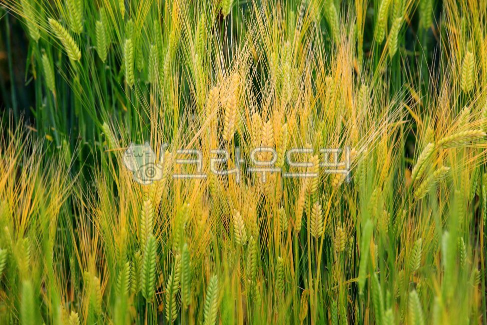 보리,농작물,곡물,농사,재배,농업,이삭,녹색,노란,grain,음식,food,식물,plant,보리밭,yellow,봄,5월,배경,음식재료,식재료,nature,spring,outdoors,야외,자연,green,잘익은,곡식,결실,수확
