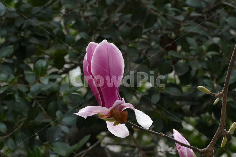 자목련,목련,꽃,식물,꽃잎,목련꽃,식물,자연,plants,nature,꽃,flower
