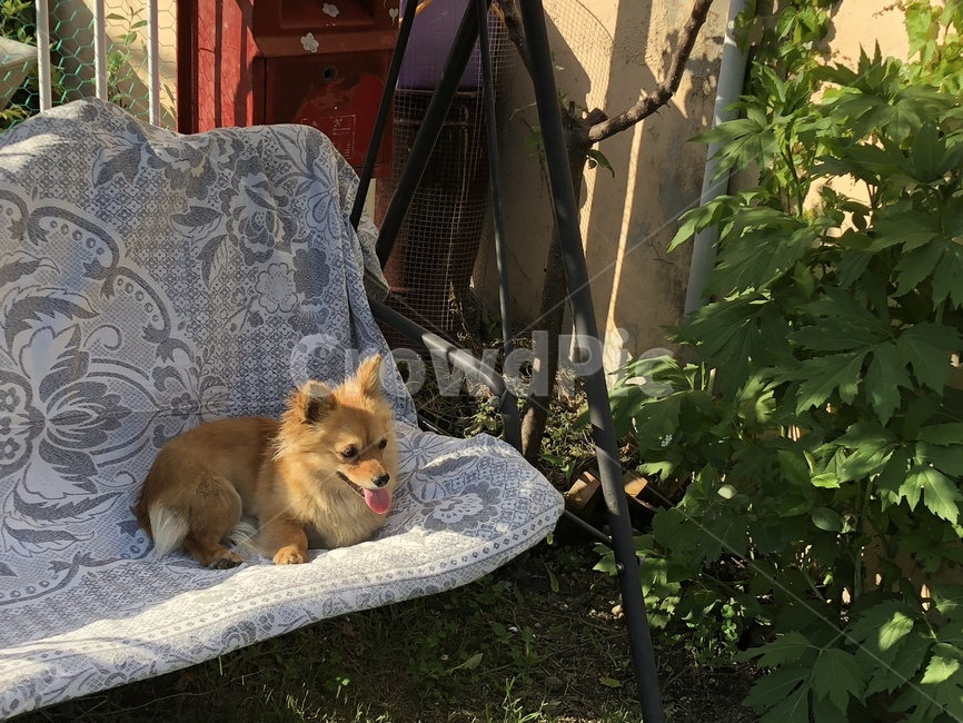 강아지,개,dog,반려동물,반려견