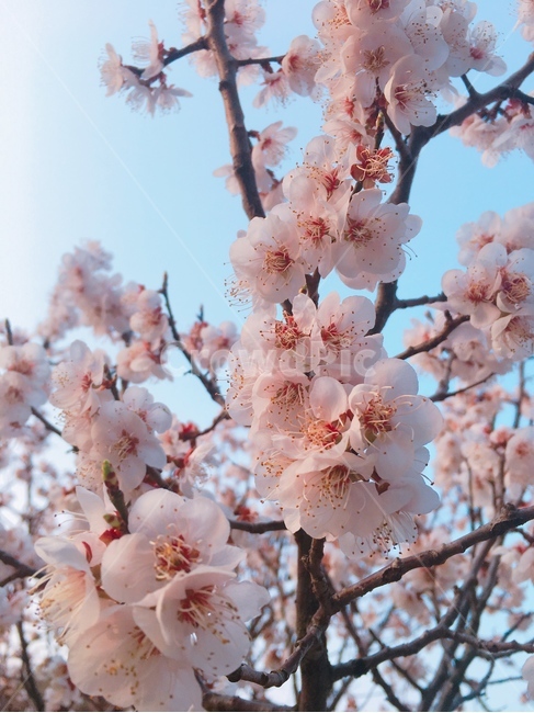 plant,식물,blossom,꽃,flower,cherryblossom,벚꽃,봄,계절,spring,season,식물,자연,plants,nature,꽃,flower