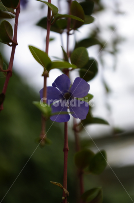 꽃,식물,flower,plant,color,식물,자연,plants,nature,꽃,flower