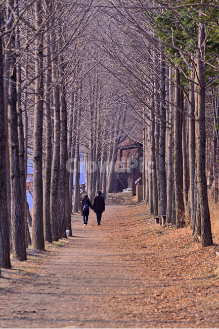 겨울풍경,한국자연경관,힐링,가로수길,자연,nature,background,겨울나무,백그라운드,야외,옥외,아웃도어,outdoor,healing,평화로운,식물,plant,tree,나무,person,사람,human,인간,나무줄기,통로,길,워킹,walking,산책로,걷다,남녀,커플,연인,사람들,road,흙길,땅,대지