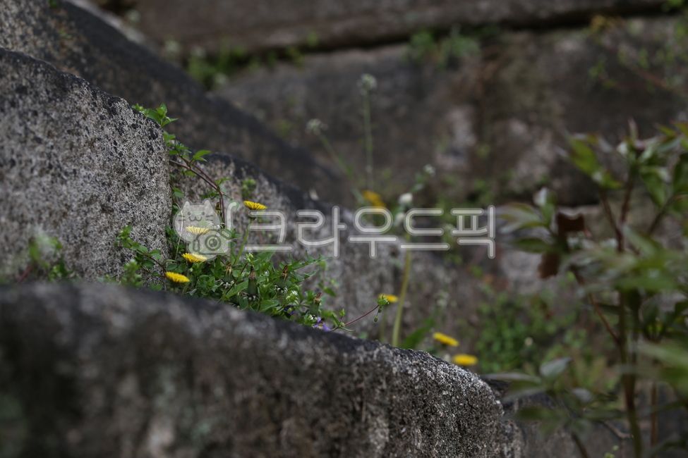 yellowflower,yellow flower,flower tree,flower,dandelion,spring flowers,springflower,wildflowerinkorea,springflowerinkorea,plant,flowertree,wild flowers,dandelion flower