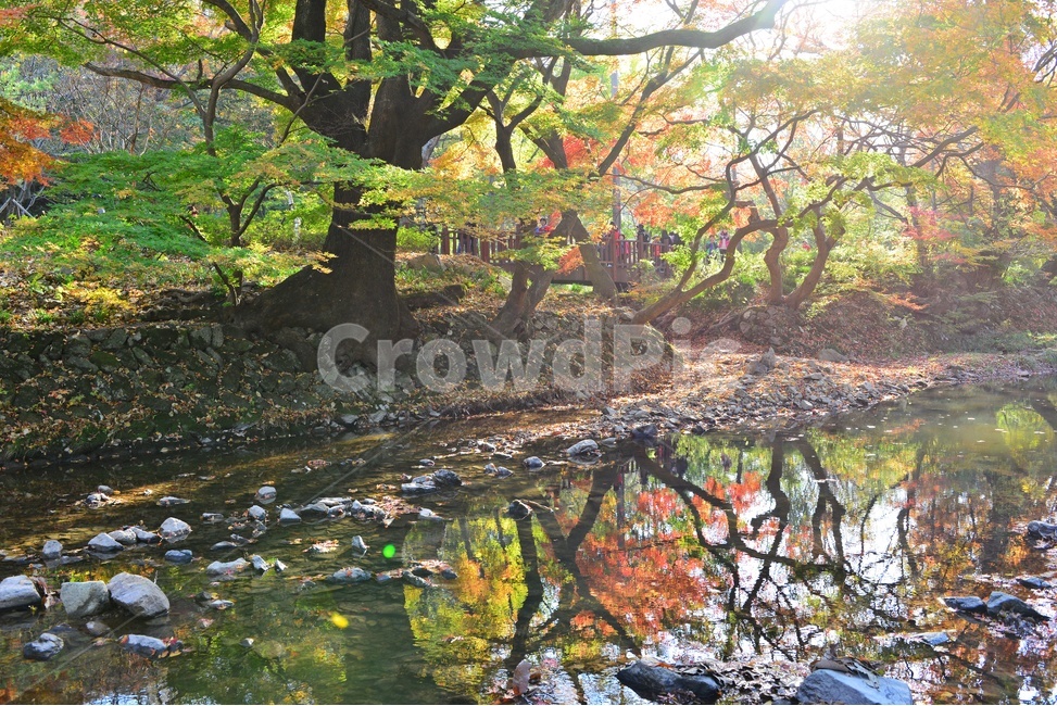 고창,선운사,도솔천,선운사가을,도솔천만추,계곡,가을,계절,추색,추경,만추,경치,경관,풍경,water,물,leaf,잎,nature,자연,outdoors,옥외,maple,단풍,plant,식물,tree,나무,treetrunk,나무줄기,가을,계절,fall,autumn,season,자연,풍경,nature,landscape
