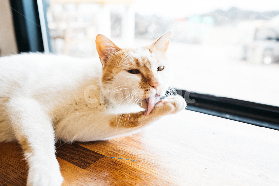 고양이,야옹이,냥,길냥이,꽃냥,동물,야옹,cat,캣,동물,animal,포유류,mammal,고양이,cat,kitten,kitty,감성,sensible,feeling,휴식,힐링,rest,relaxation,healing