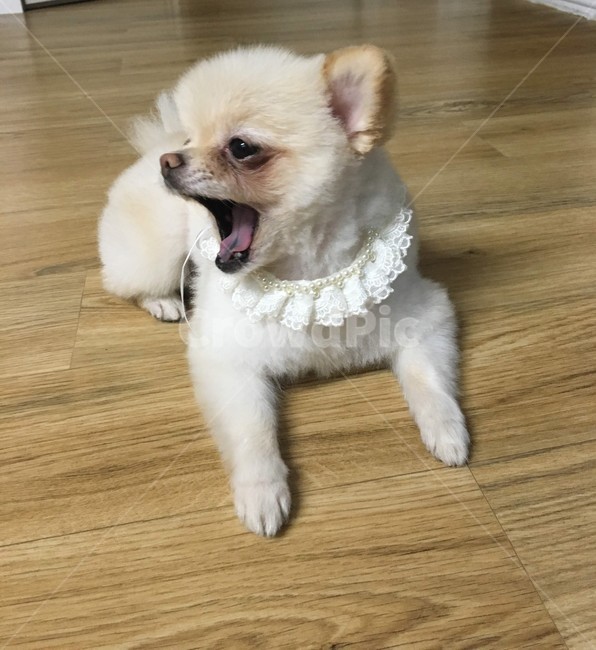 강아지,반려견,애완동물,애완견,개