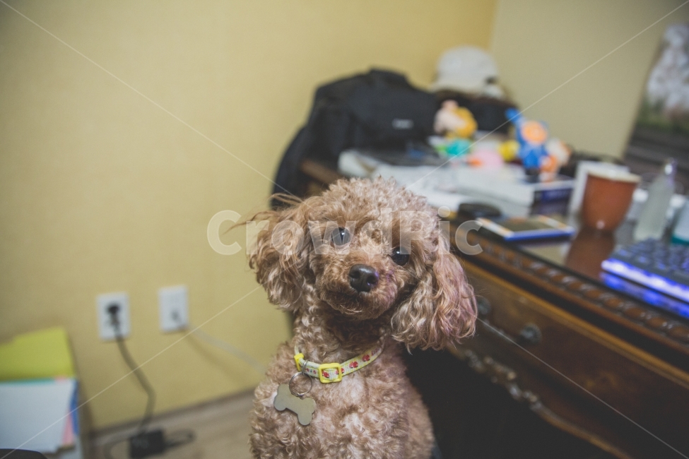 강아지,푸들,귀여움,눈망울,개,dog,갈색,동물,animal,포유류,mammal,개,강아지,dog,doggy