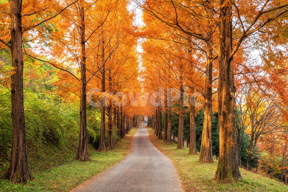 단풍,가을풍경,풍경,가을,가을날,landscape,가을길,가을,계절,fall,autumn,season,자연,풍경,nature,landscape,tree,나무,plant,식물