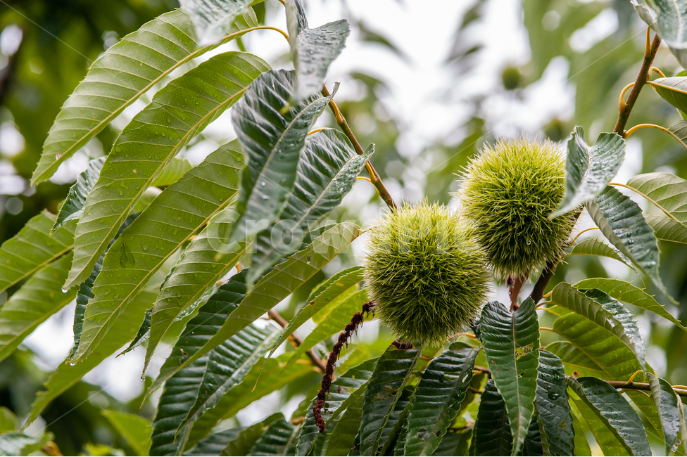 식물,잎,밤,가을,그린,초록,나뭇잎,가시,leaf,green,plant,밤가시,밤나무,chestnut,식물,자연,plants,nature,과일,열매,fruit