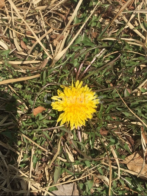 민들레,풀,잡초,꽃,노란꽃,봄,여름,산책,민들레꽃,꽃,flower
