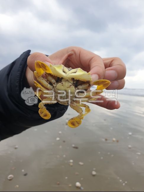 꽃게,아기꽃게,바닷가,아기꽃게한마리,게