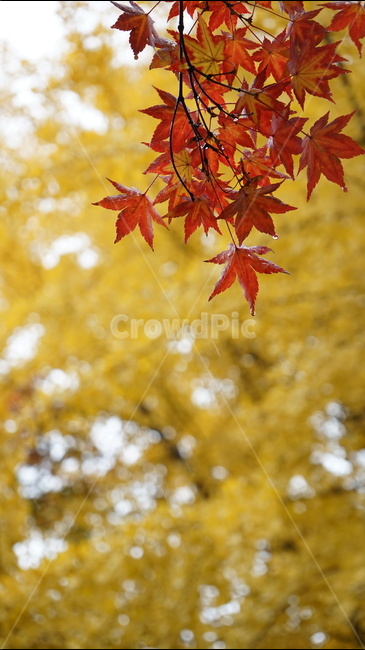 낙엽,단풍,단풍나무,은행나무,나무,비,가을,가을,계절,fall,autumn,season,식물,자연,plants,nature,leaf,잎,plant,tree,maple