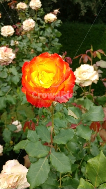 장미,꽃,식물,rose,화훼