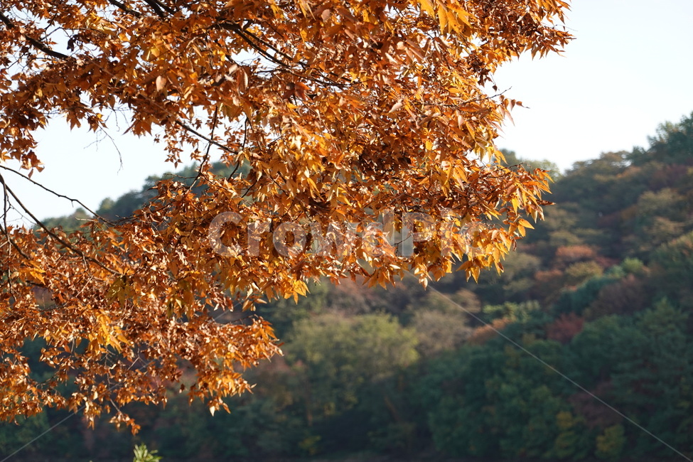 한국,가을,풍경,단풍,배경,가을,계절,fall,autumn,season,식물,자연,plants,nature,leaf,잎,plant,tree,나무,maple