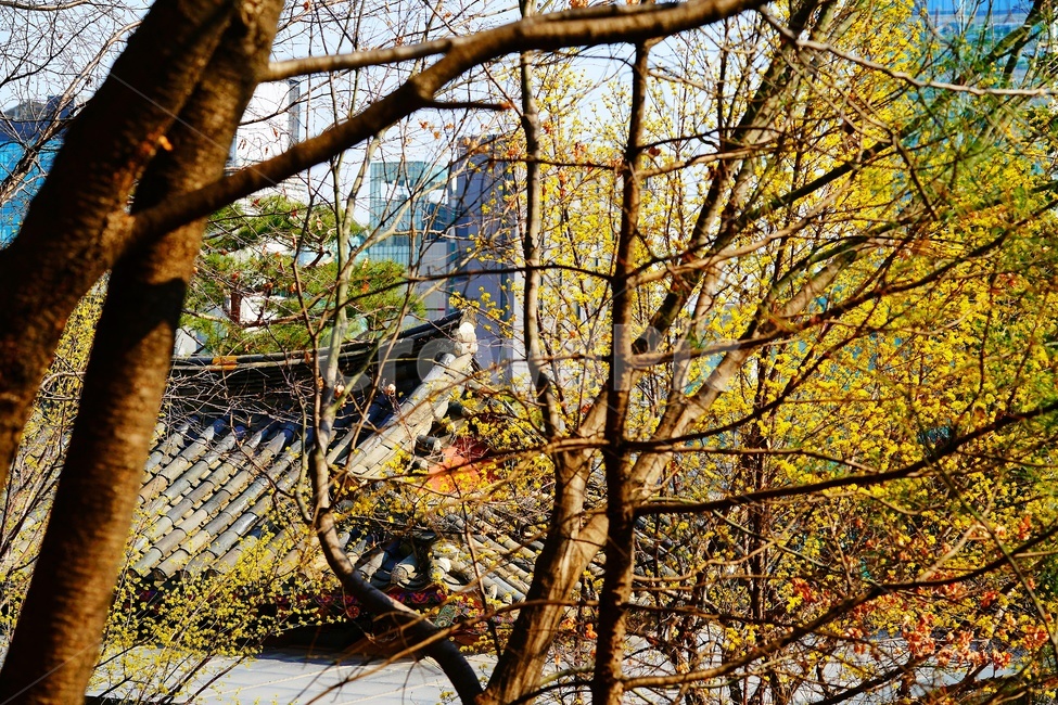 풍경,landscape,scenery,scene,view,경관,경치,산수유,corni,plant,식물,tree,나무,꽃,flower