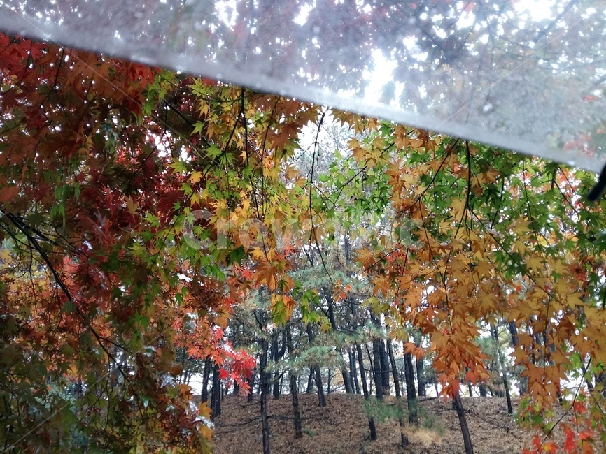 숲,단풍,비,우산,나무,단풍나무,낙엽,비닐우산,산책,가을,가을비,고즈넉함,여유로움