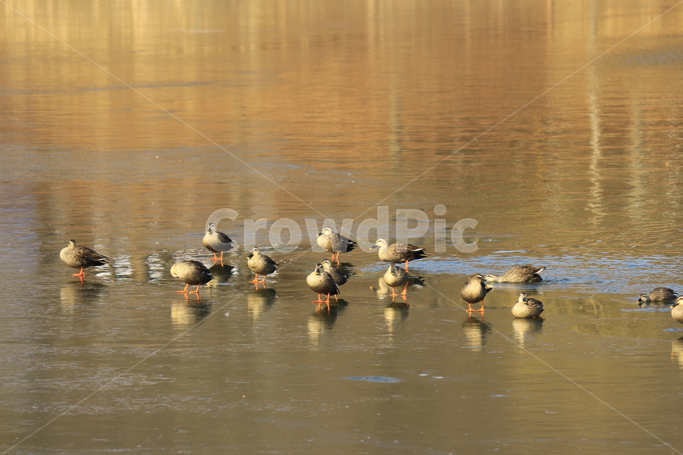 동물,새,오리,물오리,물새,호수,철새,겨울철새,겨울호수,자연,nature,duck,animal,bird,water,동물,animal,조류,새,birds