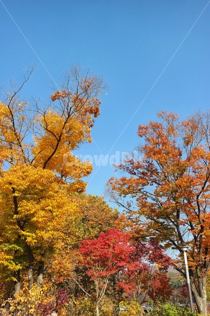 가을,낙엽,단풍,단풍잎,풍경,가을하늘,자연,계절,감성,fall,autumn,maple,sky