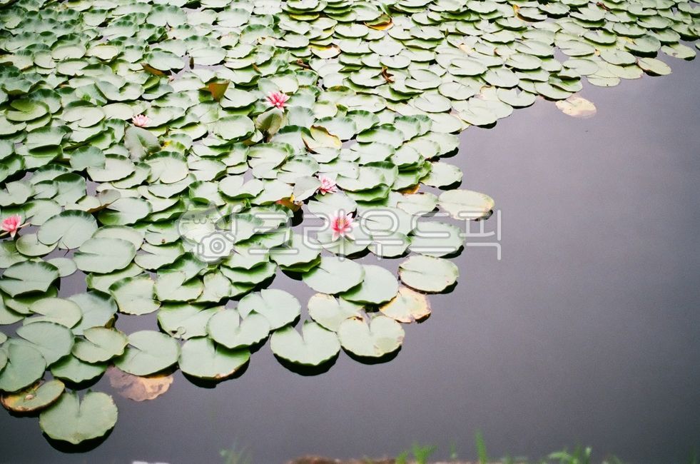 경북,경주시,경주,통일전,배롱나무,여름,식물,꽃,수련