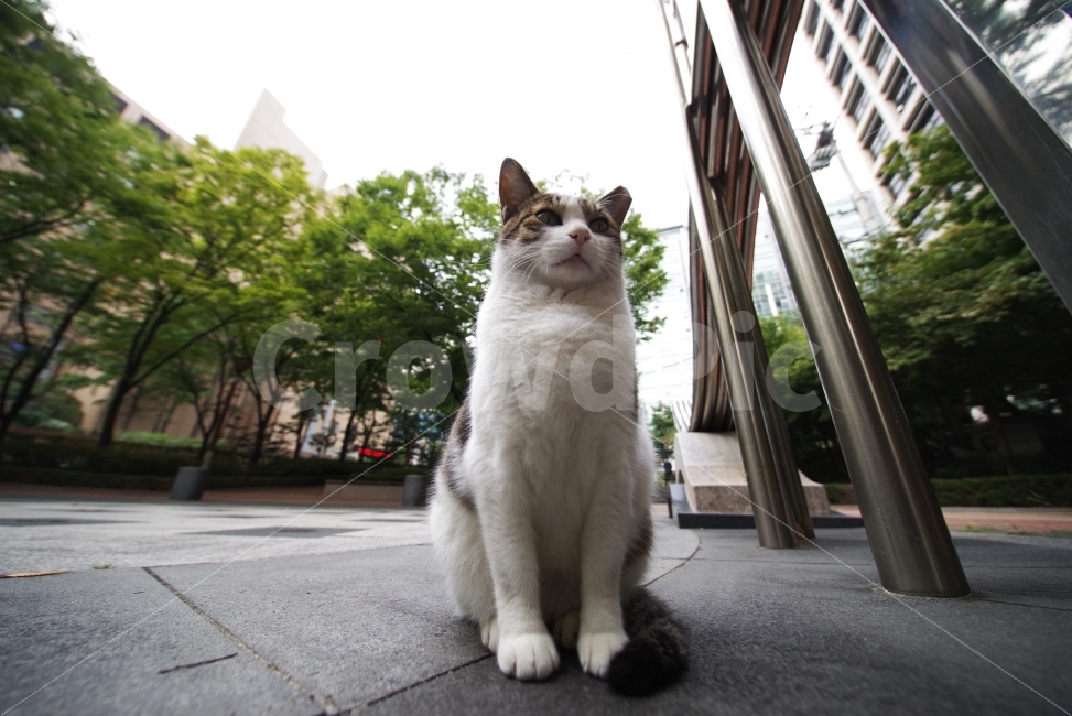 	고양이,길고양이,길냥이,애완동물,반려동물,생명,자연,야생,야생동물,야생고양이,미묘,미냥,cat,kitty,kitten,cute,lovely,adorable,pet,animal,street,streetcat,stray,straycat,wild,wildlife,wildcat,wildanimal,nature,natural,beauty,beautiful,동물,animal,포유류,mammal,고양이,cat,kitten,kitty