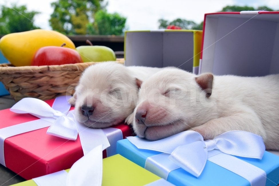 형제,잠,two,강아지,선물,gift,애완견,반려견,골든리트리버,새끼강아지,puppy,기념일,축하,anniversary,congratulation,celebrate,celebration,동물,animal,포유류,mammal,개,강아지,dog,doggy,연출,컨셉,콘셉,direction,concept