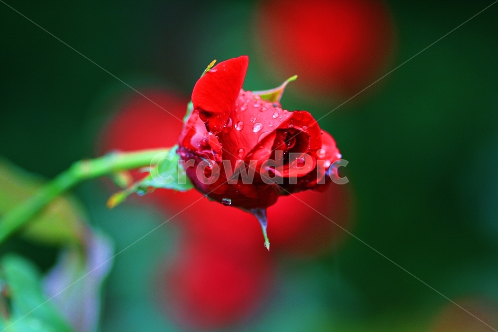 장미,꽃,플라워,식물,자연,식물,자연,plants,nature,꽃,flower