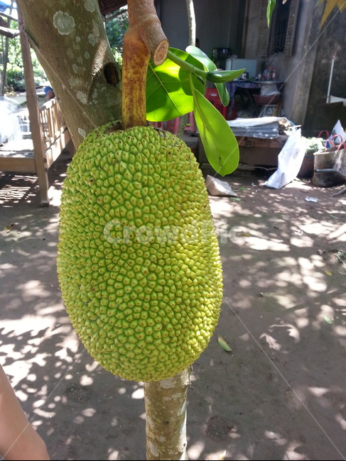 여름,summer,동남아,plant,식물,음식,fruit,과일,food,잭푸르트,jackfruit,나무,tree