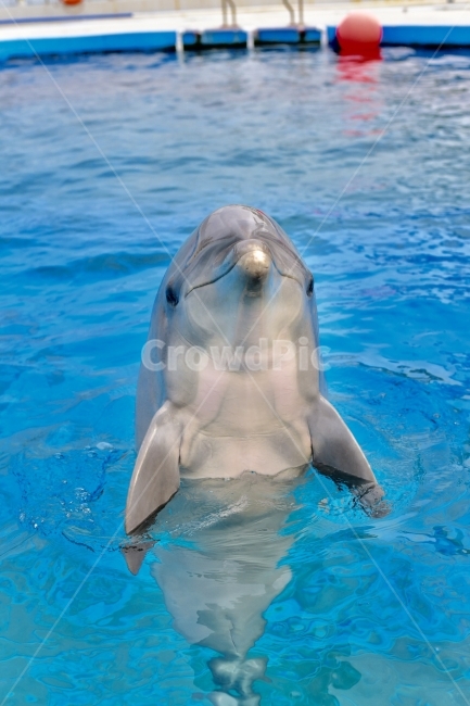 whale,Dolphin,marine mammals,mammalia,Sea World