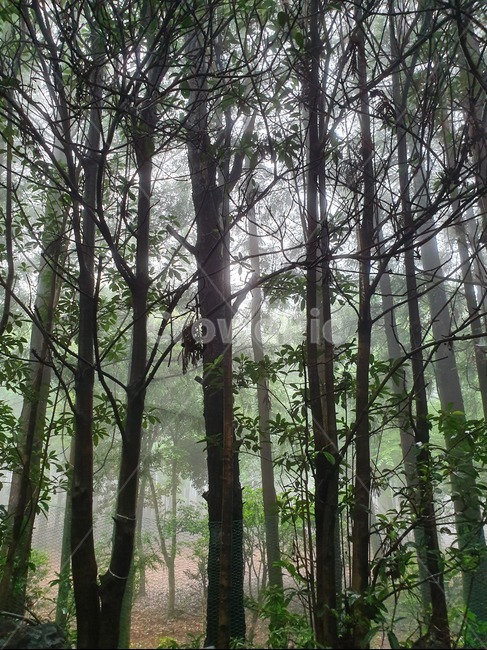 나무,숲,식물,자연,그림자,tree,어두운,forest,세로,직선,length,안개,나무들