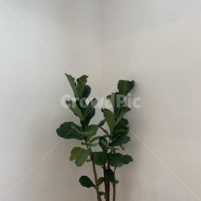 homedecor,가정장식,식물,집,집인테리어,인테리어,인테리어소품,화분,plant,house,interior