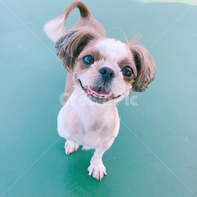 강아지,시츄,웃는강아지,반려견,애완동물,동물,동물,animal,포유류,mammal,개,강아지,dog,doggy
