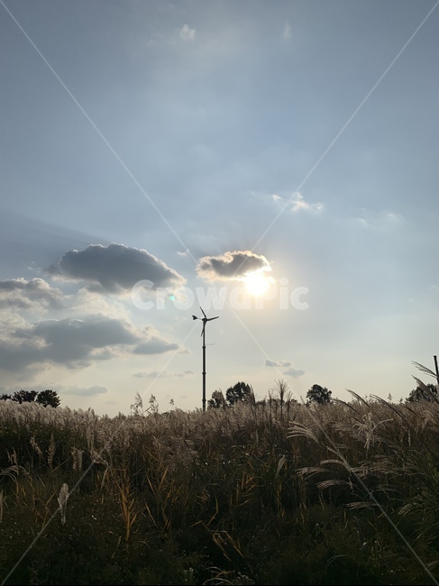 plant,식물,갈대,reed,억새,가을,계절,fall,autumn,season,grass,잔디,lawn