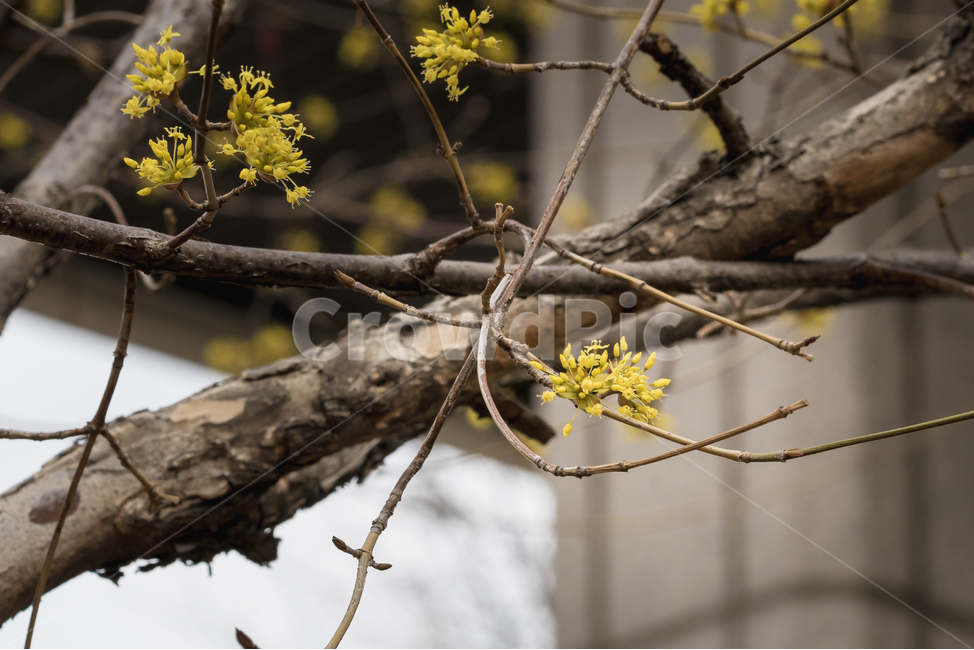 산수유,봄,꽃,자연,풍경,꽃사진,봄,계절,spring,season,식물,자연,plants,nature,꽃,flower,plant