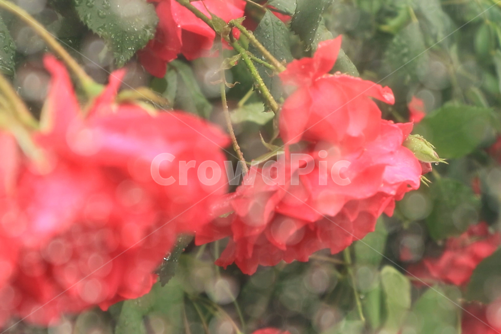장미,꽃,여름,비,빗방울,식물,rose,rain,summer,flower,plant