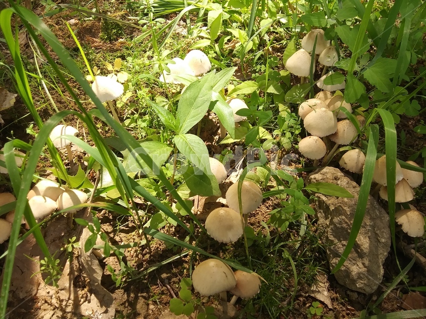 버섯,풍경,자연,숲속,식물,버섯,mushroom